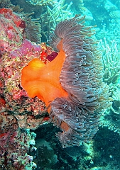 IMG_1319rf_Maldives_Madoogali_Plongee 14_Donagali caves_Actinie_Gyrostoma helianthus